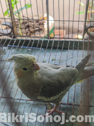 Cockatiel Bird gray single female